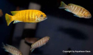 Metriaclima sp. 'zebra gold' Mundola Point